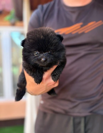 pomeranianpomerian-big-2