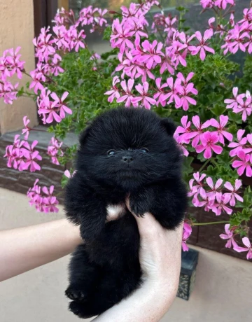pomeranianpomerian-big-0
