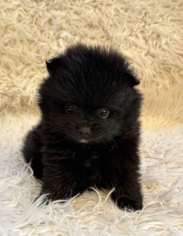 pomeranianpomerian-big-1