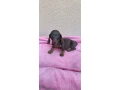 jazvecik-trpaslici-kratkosrsty-small-4