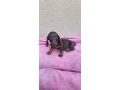 jazvecik-trpaslici-kratkosrsty-small-3