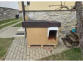buda-pre-psa-small-0