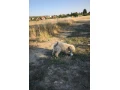 trpaslici-pudel-small-1