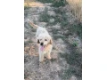 trpaslici-pudel-small-0