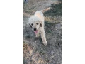 trpaslici-pudel-small-2