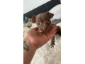 steniatko-civava-small-0