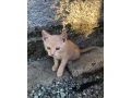 maciatka-small-1