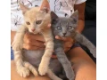 maciatka-small-0