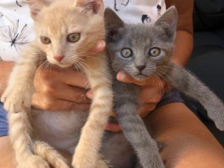 maciatka