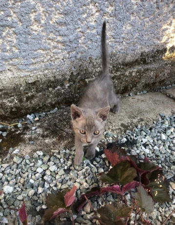 maciatka-big-2
