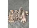 ponukam-na-krytie-kocurika-whiskas-small-3