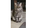 ponukam-na-krytie-kocurika-whiskas-small-0