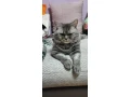 ponukam-na-krytie-kocurika-whiskas-small-2