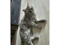 ponukam-na-krytie-kocurika-whiskas-small-1