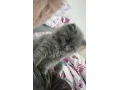 ponukam-na-krytie-kocurika-whiskas-small-4