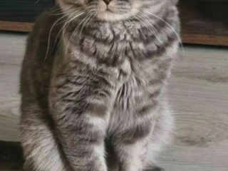 ponukam-na-krytie-kocurika-whiskas