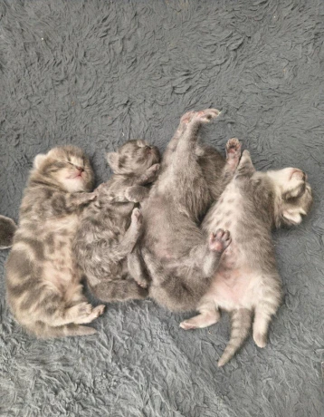 ponukam-na-krytie-kocurika-whiskas-big-3