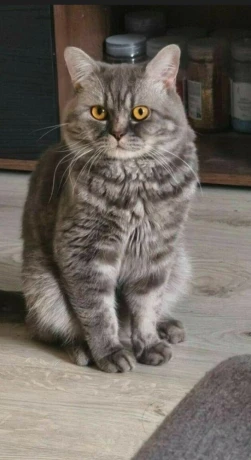 ponukam-na-krytie-kocurika-whiskas-big-0