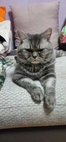 ponukam-na-krytie-kocurika-whiskas-big-2