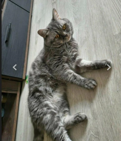 ponukam-na-krytie-kocurika-whiskas-big-1