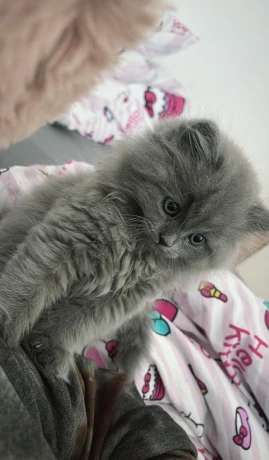 ponukam-na-krytie-kocurika-whiskas-big-4