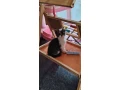 ragdoll-s-britskym-bicolor-small-4