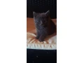 ragdoll-s-britskym-bicolor-small-0