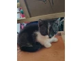 ragdoll-s-britskym-bicolor-small-3