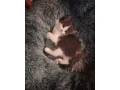 ragdoll-s-britskym-bicolor-small-2