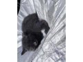ragdoll-s-britskym-bicolor-small-1
