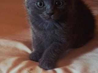 ragdoll-s-britskym-bicolor