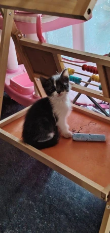 ragdoll-s-britskym-bicolor-big-4