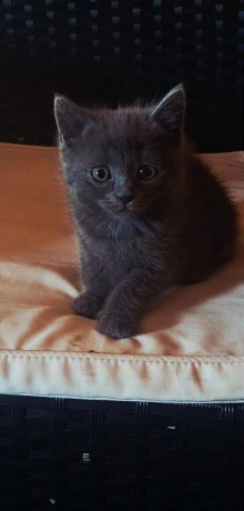 ragdoll-s-britskym-bicolor-big-0