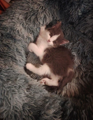 ragdoll-s-britskym-bicolor-big-2
