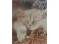 predam-perzskeho-kocurika-small-4