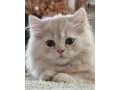predam-perzskeho-kocurika-small-2