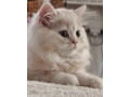 predam-perzskeho-kocurika-small-0