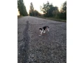 maciatko-small-1