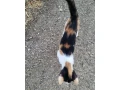 maciatko-small-3