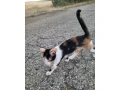 maciatko-small-4