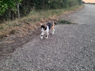 maciatko