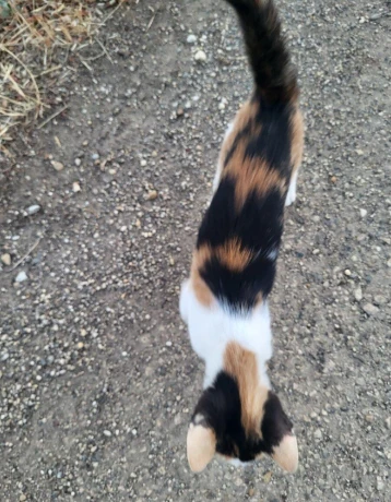 maciatko-big-3