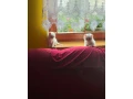 maciatko-kocurik-small-1