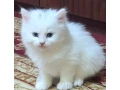 maciatko-kocurik-small-0