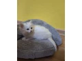 maciatko-kocurik-small-2