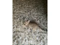 kocurik-small-0