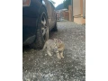 kocurik-small-1