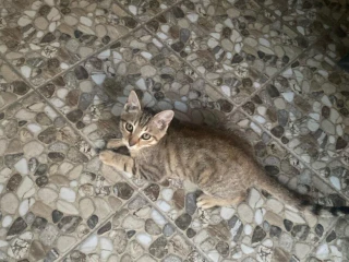 kocurik