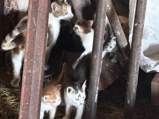 maciatka