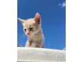 darujeme-macicky-small-2